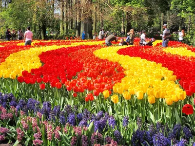 Когда цветут поля тюльпанов в Нидерландах? | Amsterdam on Air