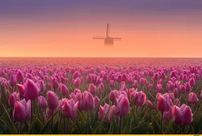 Тюльпаны Голландия Весна - Бесплатное фото на Pixabay - Pixabay