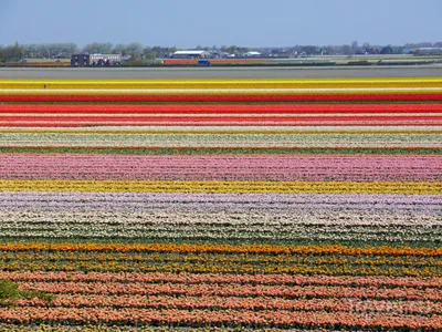 Цветущие поля в Голландии / Travel.ru / Чудеса света