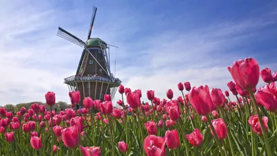 Цветочные поля Голландии | BestMaps - спутниковые фотографии и карты всего  мира онлайн