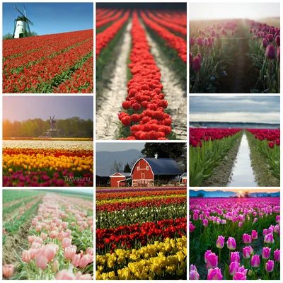 Тюльпаны, нарциссы,крокусы,комнатные цветы из Голландии Нидерланды.  (ID#1804179232), цена: 1039.32 ₴, купить на Prom.ua