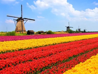 Поля тюльпанов в Голландии (Много фото!) - treepics.ru
