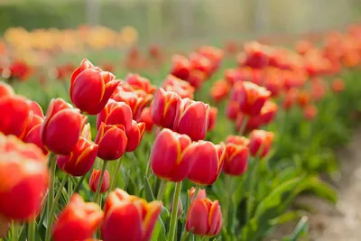 Картинка голландия Goeree-Overflakkee Природа Тюльпаны Поля Цветы