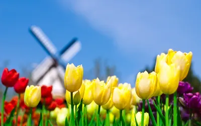 В Голландии выведен черный тюльпан - Знаменательное событие