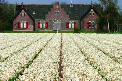 Картинки голландия, поле, мельница, тюльпаны, Нидерланды - обои 1920x1080,  картинка №32811