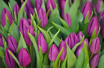Красивые различные тюльпаны на поле в голландии - онлайн-пазл