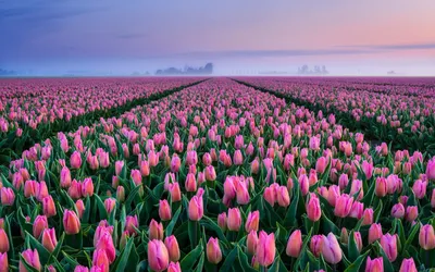 тюльпаны в Голландии