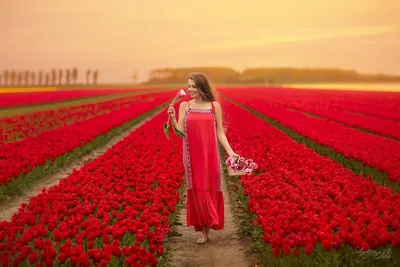 Цветение тюльпанов в Голландии: рекомендуемый период ⋆FullTravel.it