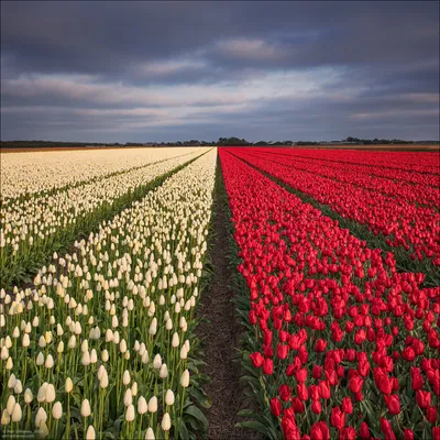 Купить фотообои традиционные Нидерланды Голландия голландский пейзаж с  типичной мельницы и тюльпаны, Нидерланды местности 525045865 в  интернет-магазине zakagioboi.ru