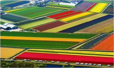 Тюльпановые поля Голландии (Национальное достояние) | Географ-любитель |  Дзен