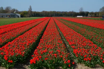Поля тюльпанов в Голландии (100 фото) - 100 фото