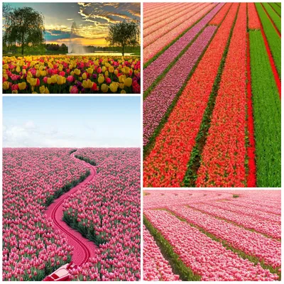оле тюльпанов в Голландии #тюльпаны #мельница #путешествие  #путешествиевголландию #землятюльпанов #красотамира #мирмоимигл… | Tulip  fields, Dutch windmills, Tulips