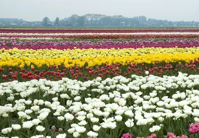 Луковицы Тюльпанов, Лилий оптом из Голландии | Center-flowers