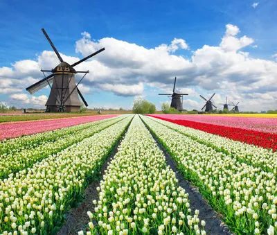Голландия - Страна мельниц и тюльпанов