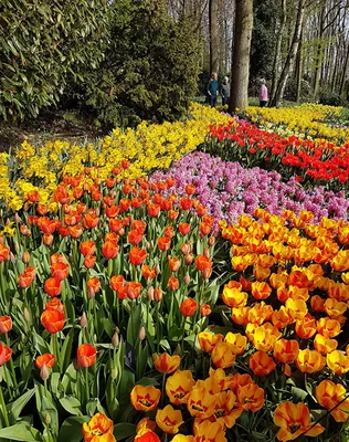 Парк Кёкенхоф и парад цветов в Голландии 2024