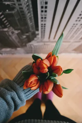 Тюльпан желтый /Tulipa/