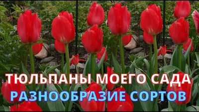 10 сортов тюльпанов в ландшафте сада 🌷 или быстротечная красота |  Екатерина Ко и Цветущий САД | Дзен