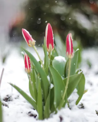 тюльпаны в снегу на рабочий стол Тюльпаны в снегу фото #yandeximages |  Winter flowers, Flower beauty, Flowers