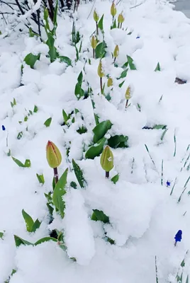 Тюльпаны под снегом стоковое фото. изображение насчитывающей сезон -  92189654