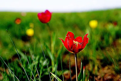 Тюльпаны в степи фото фотографии