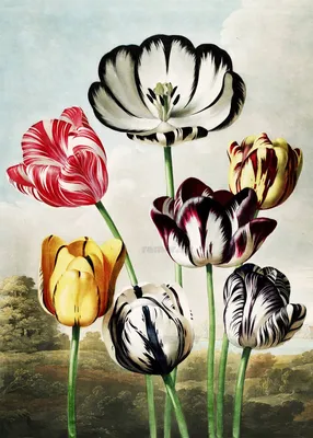 Репродукция картины «Тюльпаны» из альбома Роберта Джона Торнтона «Храм  Флоры» (1807) | Рамер - галерея, багетная мастерcкая.