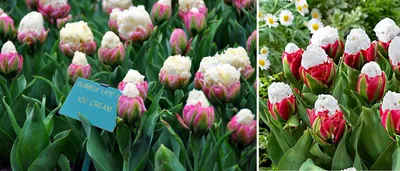 Всё тюльпанах :: Flower Bazar