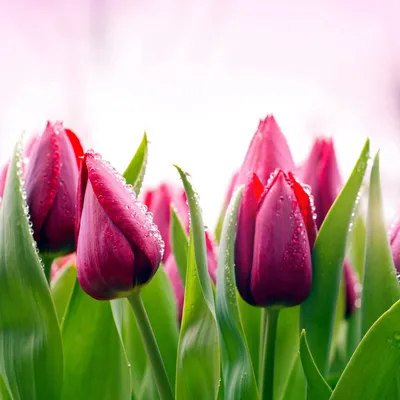 Крупнейшие тюльпаны и другие виды Tulipa L., фото
