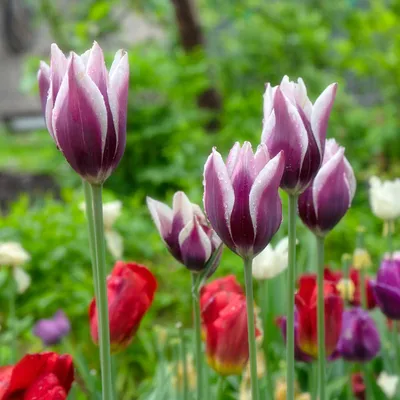 Тюльпан сорт Гуус Папендренхт - Питомник роз