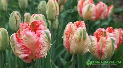 Махровые тюльпаны - ТОП 10 новых сортов «Блог Флориум.юа» 2021