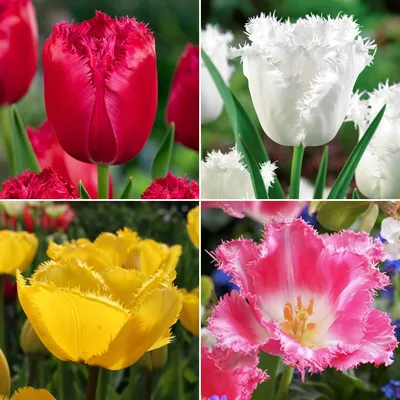 Тюльпаны - весеннецветущее луковичное растение