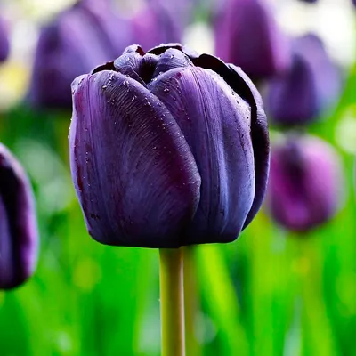 Карликовые тюльпаны: характеристика, описание популярных сортов