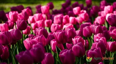 Всё о разновидностях тюльпанов — классы, группы и сорта | Тюльпановый сад,  Тюльпаны, Цветник план