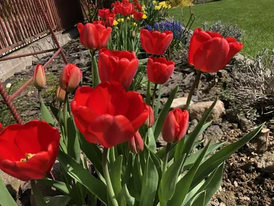 Блог - Как выбрать нужный сорт тюльпанов
