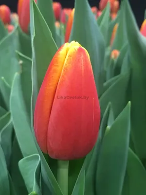 Тюльпан (Tulipa) - «Тюльпан, как же хочется, чтобы они цвели все лето!  Почему селекционеры не выведут такой сорт! Я бы хотела у себя в саду иметь  такой!» | отзывы