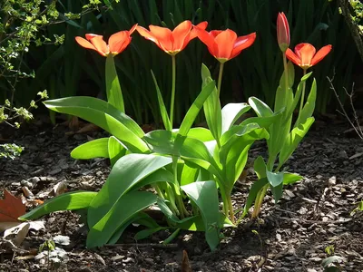 Как выбирать тюльпаны - совет флориста - Цветочка
