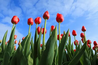 Бахромчатые тюльпаны - ПульсИНФО