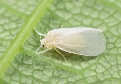 Как спасти капусту от гусениц, тли и других вредителей: самые проверенные  способы