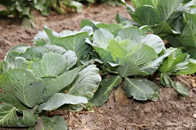 Капустная тля - защита капусты от капустной тли и методы борьбы с капустной  тлей - Кроп-Протекшн Средства защиты растений