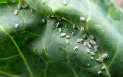 Вредители на капусте: как защитить кочаны от гусениц, слизней, тли и совки  | Антонов сад - дача и огород | Дзен