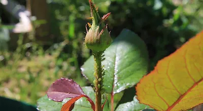Тля на розах: методы борьбы - полезные статьи о садоводстве от Agro-Market24