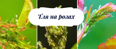 Зеленая розанная тля 】Компания «БиоЗащита»