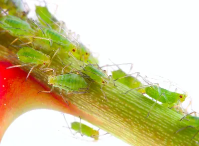 Инсектицид Биотлин, ВРК - «Засилье тли на розах, чубушнике и смородине.  Биотлин спасёт от нашествия вредителей. Фото До и После. » | отзывы