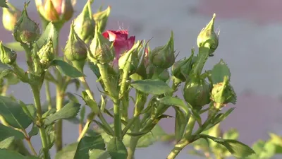 Различные способы борьбы с тлей на розах