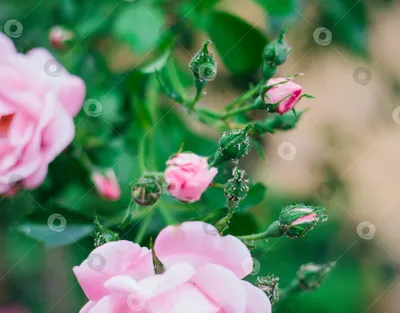 Уход за розами - боремся с вредителями - Статья - Журнал - FORUMHOUSE