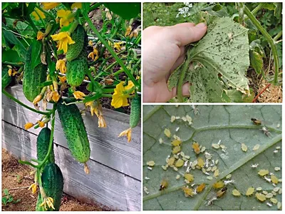 7 вредителей комнатных растений: как их идентифицировать и лечить
