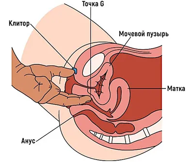 Как стимулировать мужскую точку G?