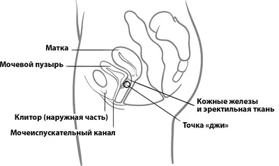 Где находится точка G у мужчин - Культура | Караван