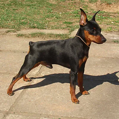Декоративные породы собак - русские породы, названия и фото | Pet-Yes