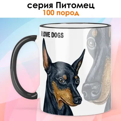 Английский той-терьер: описание породы, фото собаки, характер