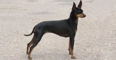 English #Toy #Terrier | Манчестерский терьер, Маленькие породы собак, Собаки